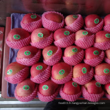Qualité exportée de la pomme Qinguan rouge fraîche